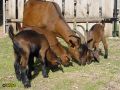 042.jpg