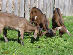 Filename=117.jpg
Filesize=121KB
Dimensions=600x450
Date added=May 29, 2013 117.jpg