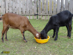 Filename=171.jpg
Filesize=100KB
Dimensions=600x450
Date added=Oct 19, 2013 171.jpg