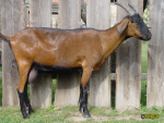 121_blaza.jpg