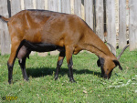123_blaza.jpg
