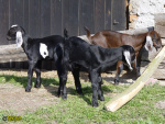034.jpg