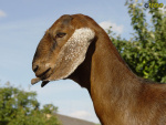 275.jpg