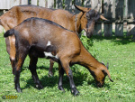 096.jpg