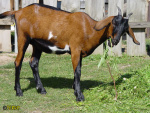 136.jpg