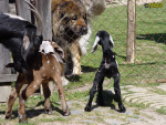 Filename=027_4d.jpg
Filesize=114KB
Dimensions=600x450
Date added=May 05, 2019 027_4d.jpg