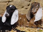 110_5t.jpg