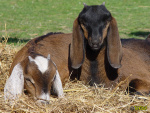 089_6t.jpg