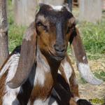 Filename=378_9t.jpg
Filesize=79KB
Dimensions=500x500
Date added=Mar 11, 2020 378_9t.jpg