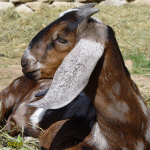 Filename=384_9t.jpg
Filesize=86KB
Dimensions=500x500
Date added=Mar 11, 2020 384_9t.jpg