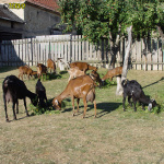 060.jpg