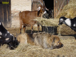 Filename=047_2.jpg
Filesize=113KB
Dimensions=600x450
Date added=Mar 09, 2019 047_2.jpg