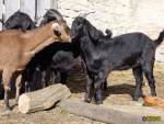 Filename=112_3.jpg
Filesize=93KB
Dimensions=600x450
Date added=Mar 09, 2019 112_3.jpg