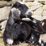 193_4.jpg