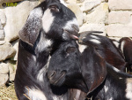 Filename=196_4.jpg
Filesize=90KB
Dimensions=600x450
Date added=Mar 09, 2019 196_4.jpg