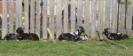 Filename=208_4.jpg
Filesize=128KB
Dimensions=900x377
Date added=Mar 09, 2019 208_4.jpg