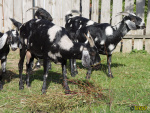 363_10.jpg