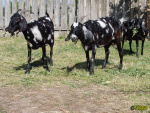 212_7.jpg