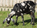 264_9.jpg
