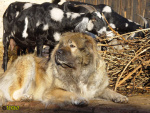 Filename=278_10.jpg
Filesize=106KB
Dimensions=600x450
Date added=Jan 25, 2020 278_10.jpg